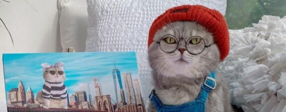 Benson, el gato que es la nueva celebridad de la moda en Instagram