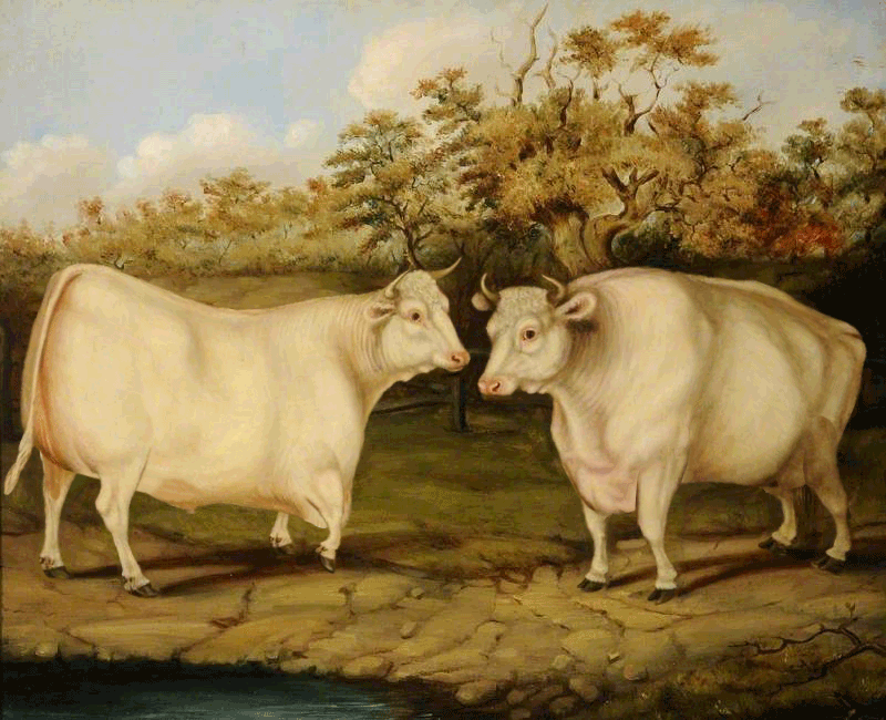 cows1
