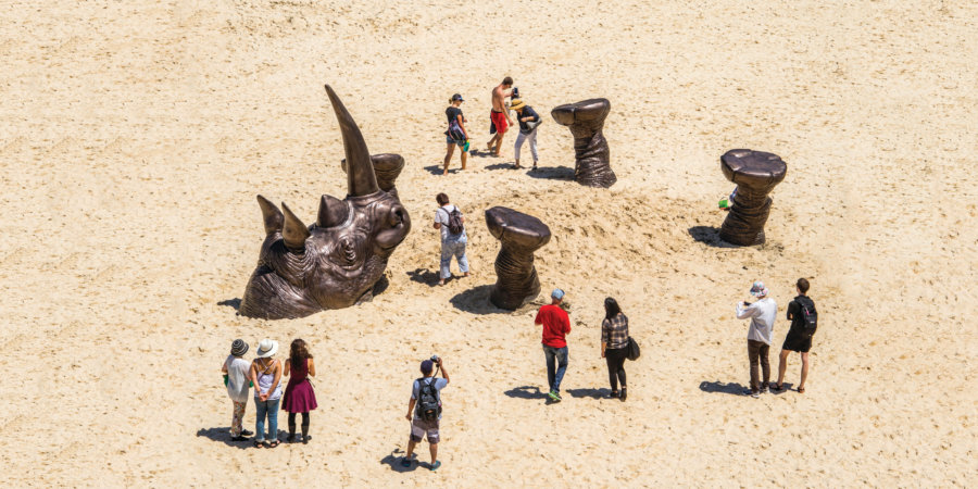 fotografía del rinoceronte en una playa de Australia