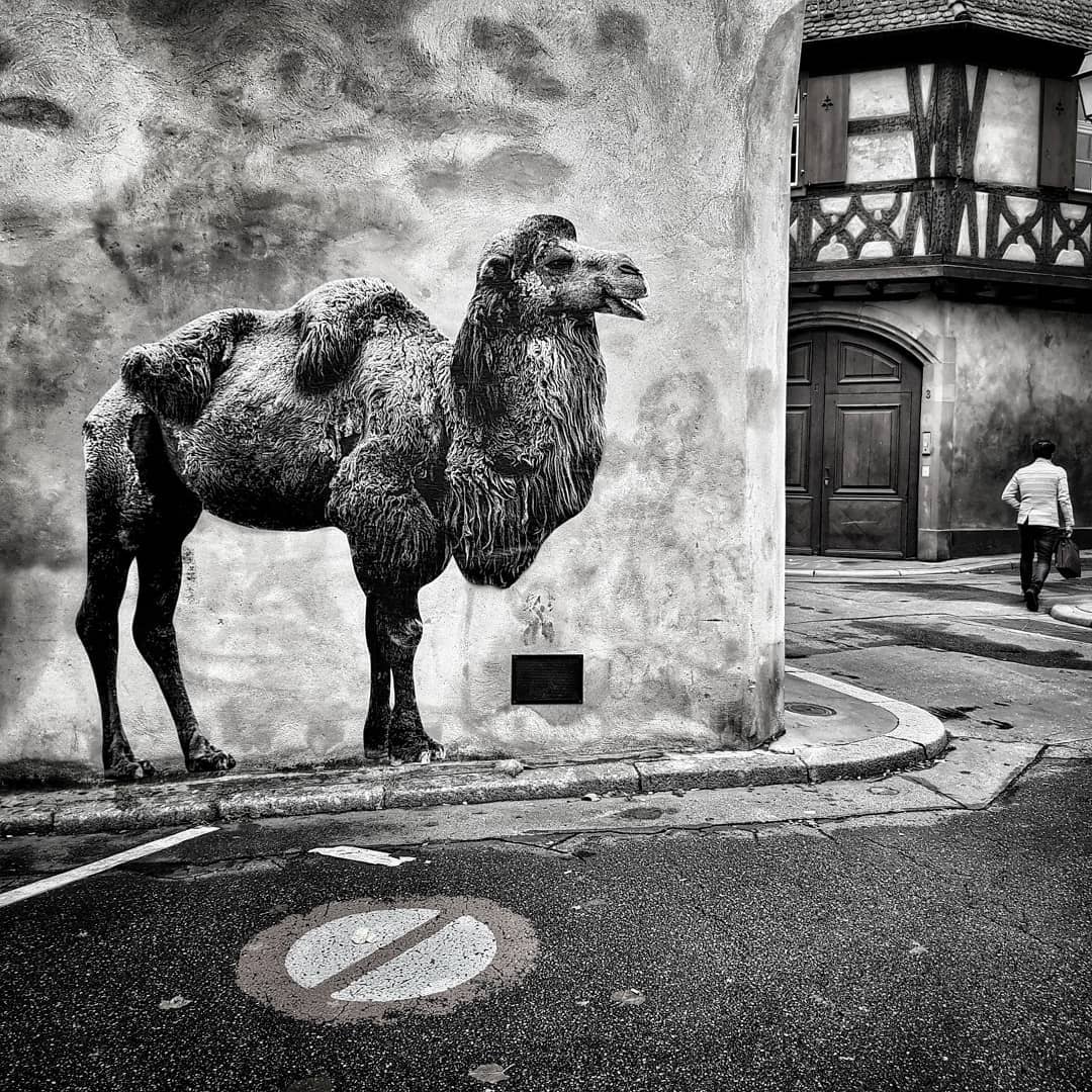 Camello en las calles de parís por Sonac