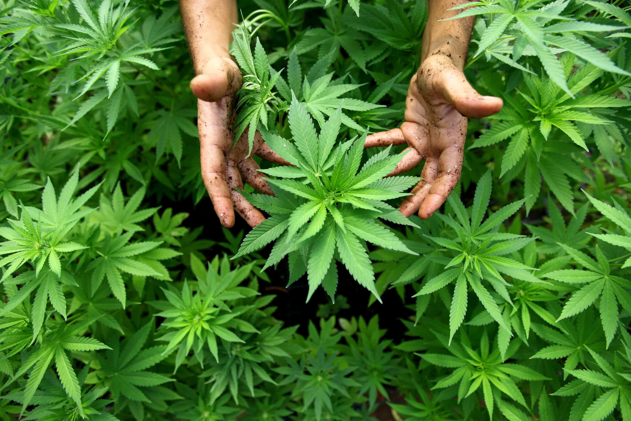 Manos entre una planta de cannabis con THC