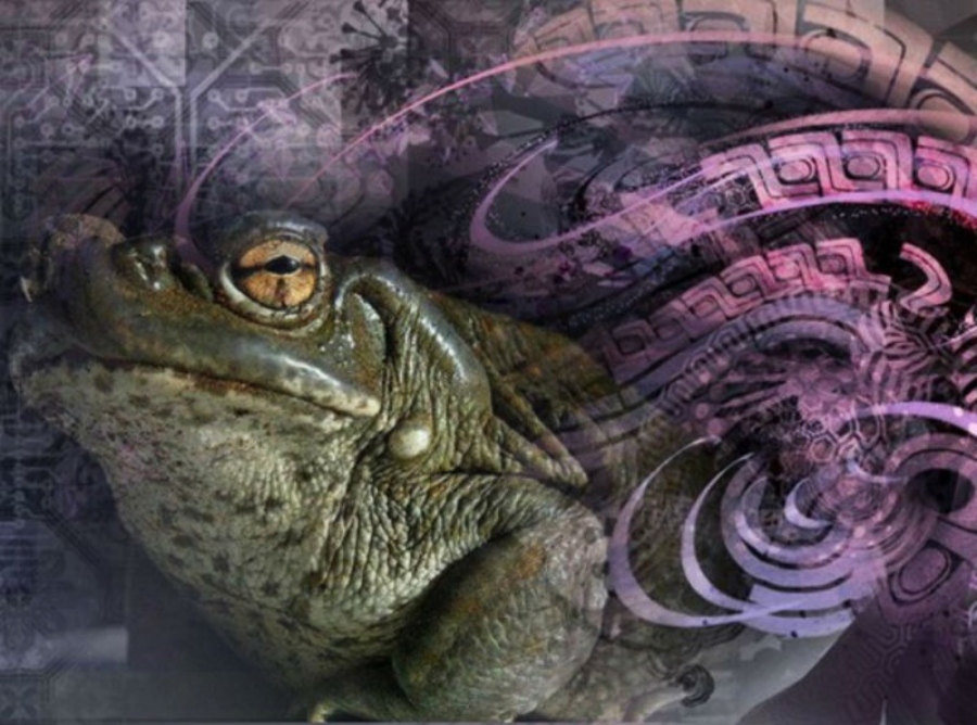 The toad "medicine"