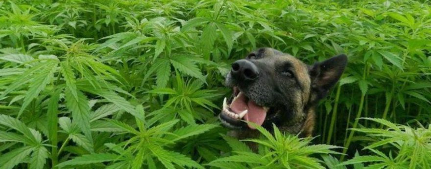 Willie Nelson lanza productos de cannabis para mascotas