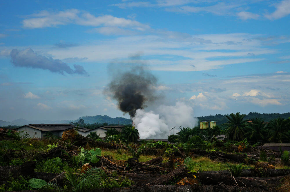 campo de plantación de aceite de palma den Indonesia