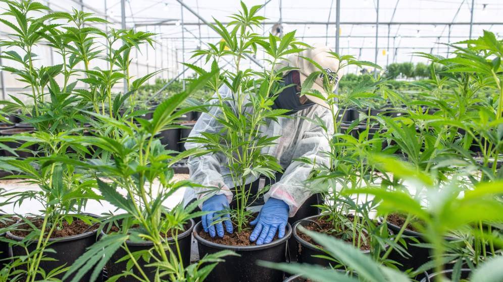plantación de cannabis