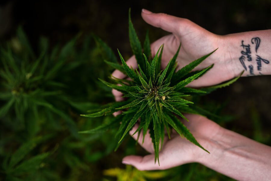 Planta de cannabis con Cannabinoides más potentes