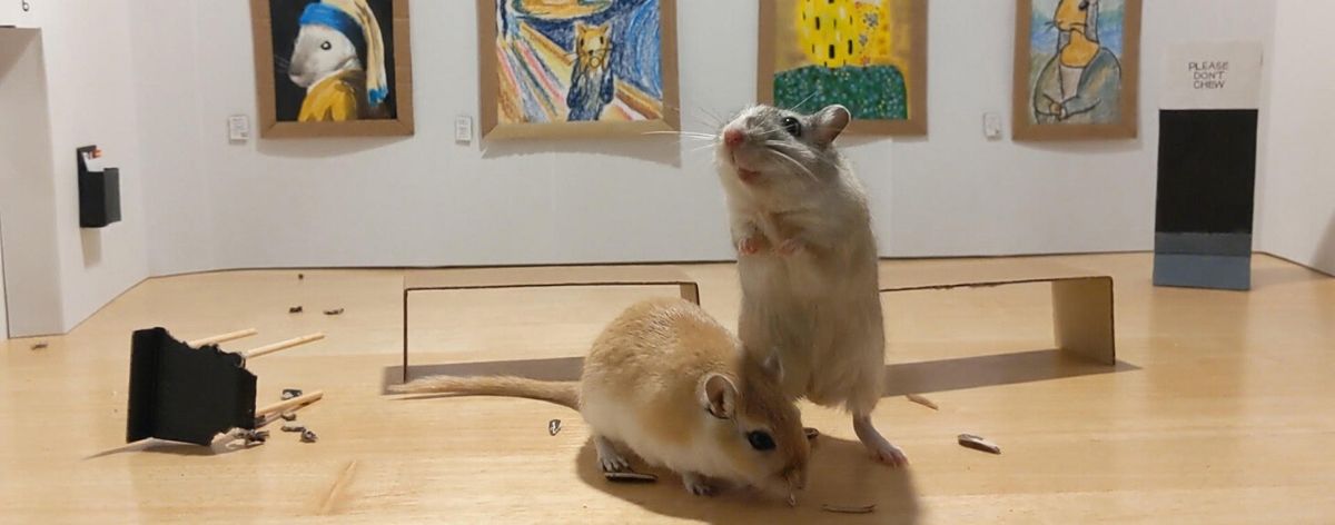 roedores en museo
