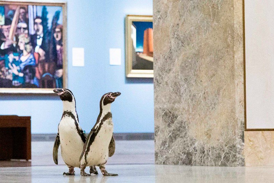 Paseo de pingüinos