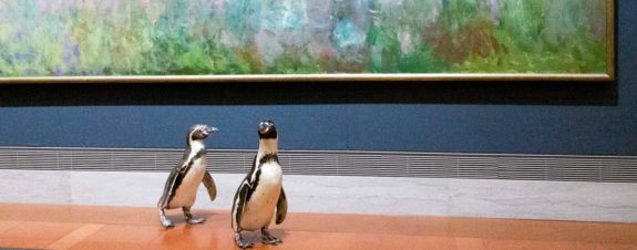 Paseo de pingüinos en museo de arte en Kansas