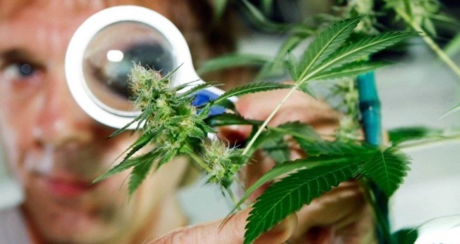 Científico observando planta de cannabis con lupa/ OMS quitará el cannabis de la clasificación de droga