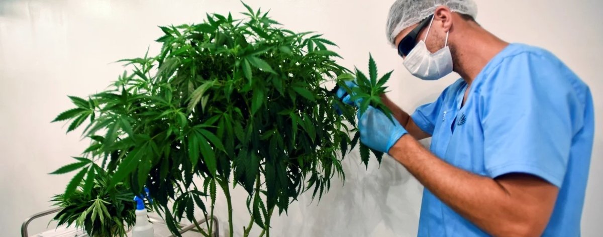 Scientist analyzing cannabis plant