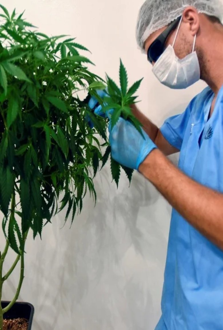 The WHO will remove cannabis from drug classification