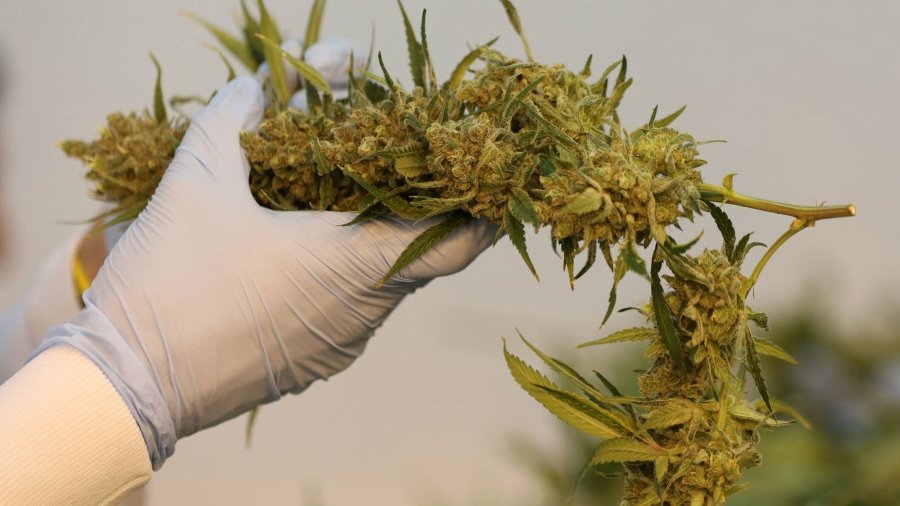 Científico sosteniendo en su mano planta de cannabis