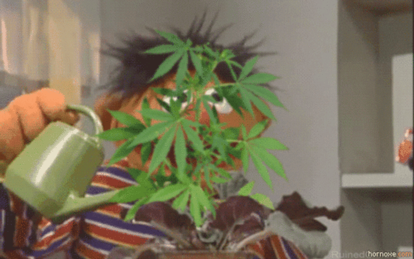 tipos de cannabis eight