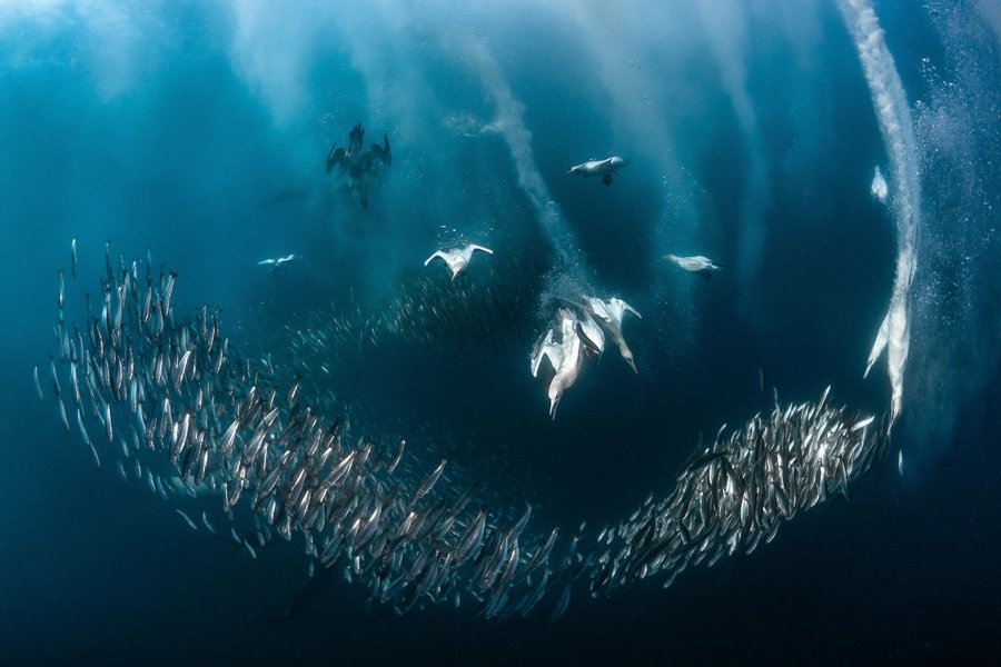 Greg Lecoeur / Fotógrafo de aves del año. "Feeding frenzy", Cabo Gannet Morus capensis. Port St Johns, Sudáfrica. Categoría: Comportamiento de las aves, ganador del premio de plata