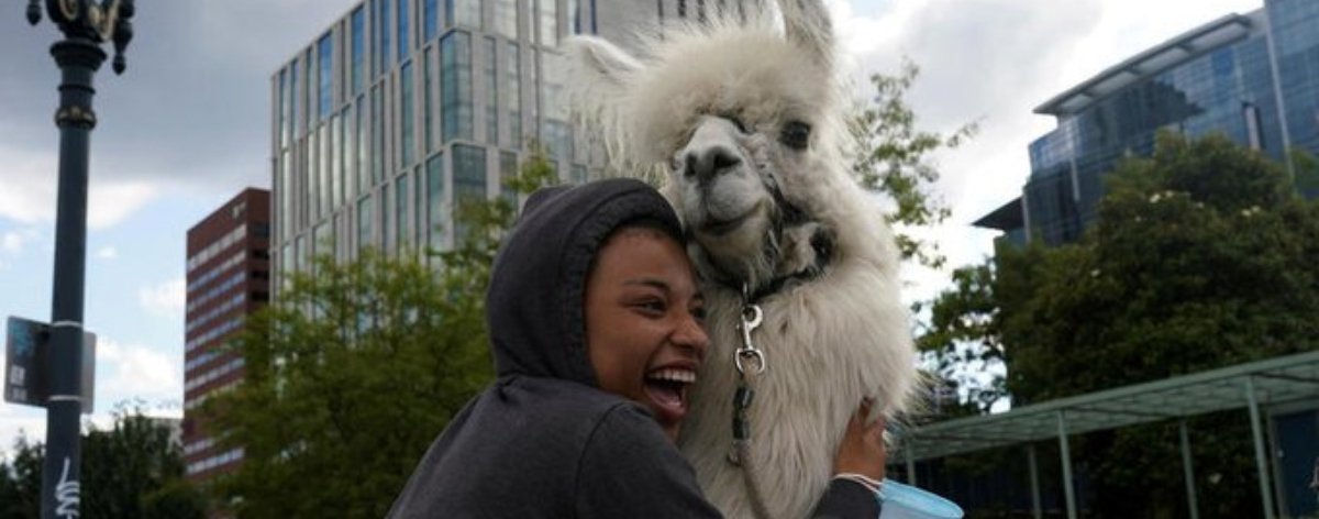 Lyra Conley hugs therapy llama Caesar McCool, known as the 'No Drama Llama', at the site of protests against police violence and racial inequality in Portland, Oregon.