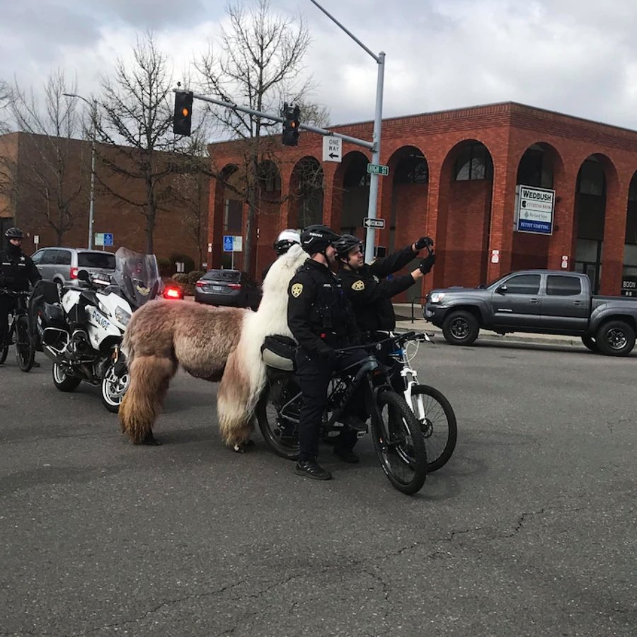 The llama poses for a selfie with police at the Salem Women’s March in March 2020.