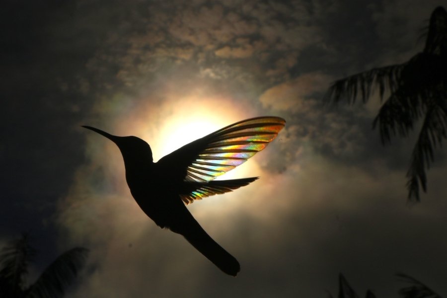 Fotografías de colibríes a contraluz de Christian Spencer