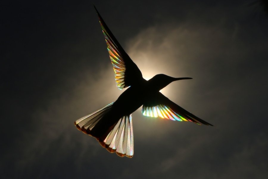 Fotografías de colibríes a contraluz de Christian Spencer