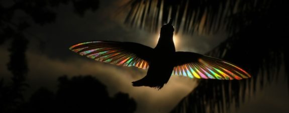 Christian Spencer y la belleza de los colibríes