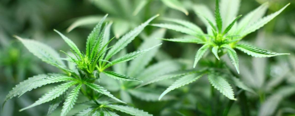 CitizenGrown, nuevo modelo de Raekwon para sembrar cannabis