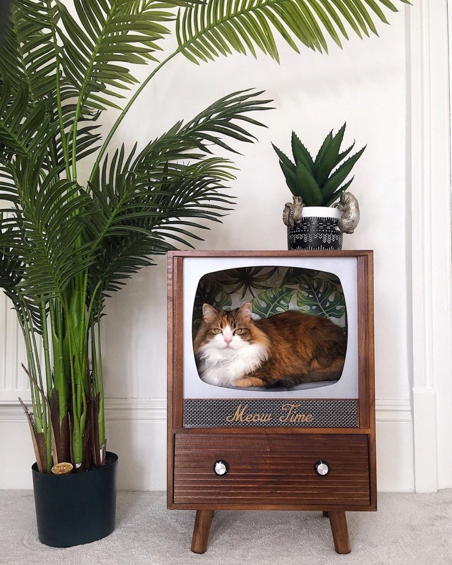 Gatito dentro de una TV