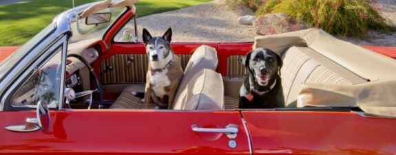 Nancy Baron y la vida lujosa de los perritos californianos