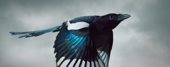 In Flight, la belleza de las aves en la lente de Mark Harvey