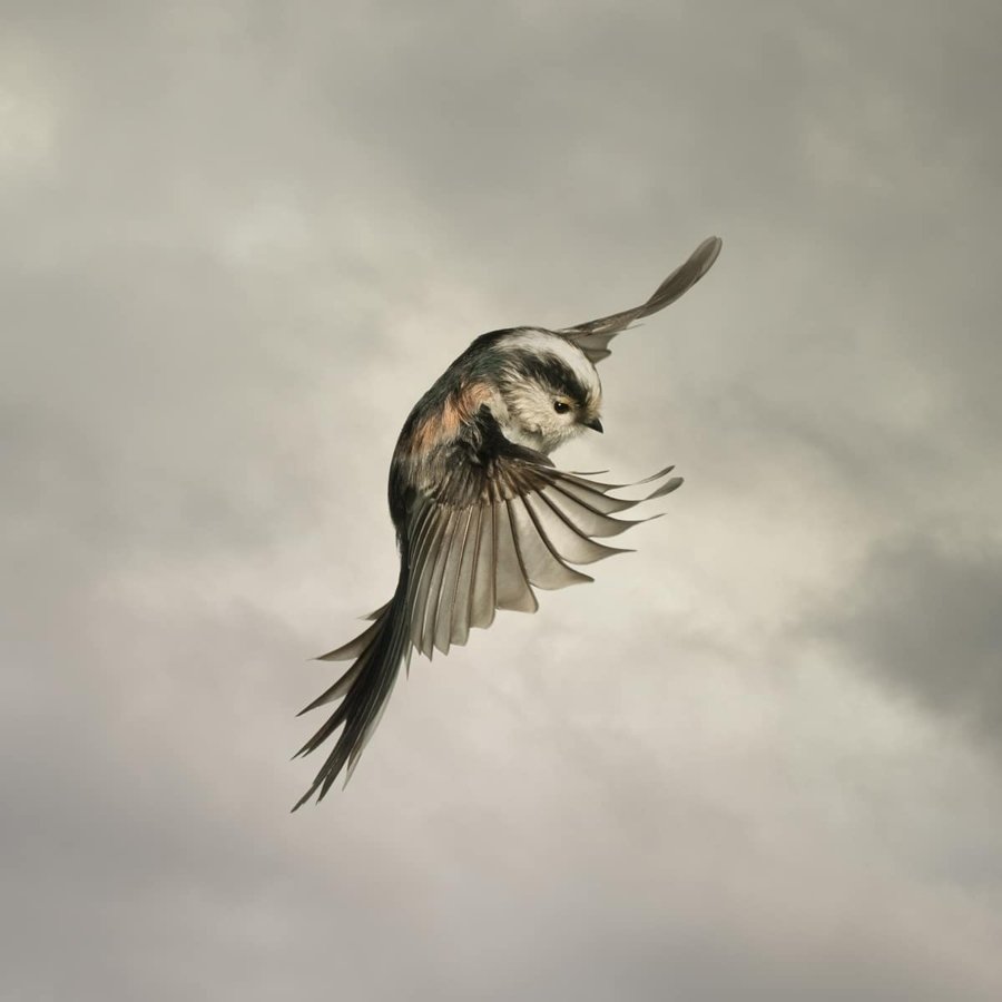 Fotografía de ave por Mark Harvey
