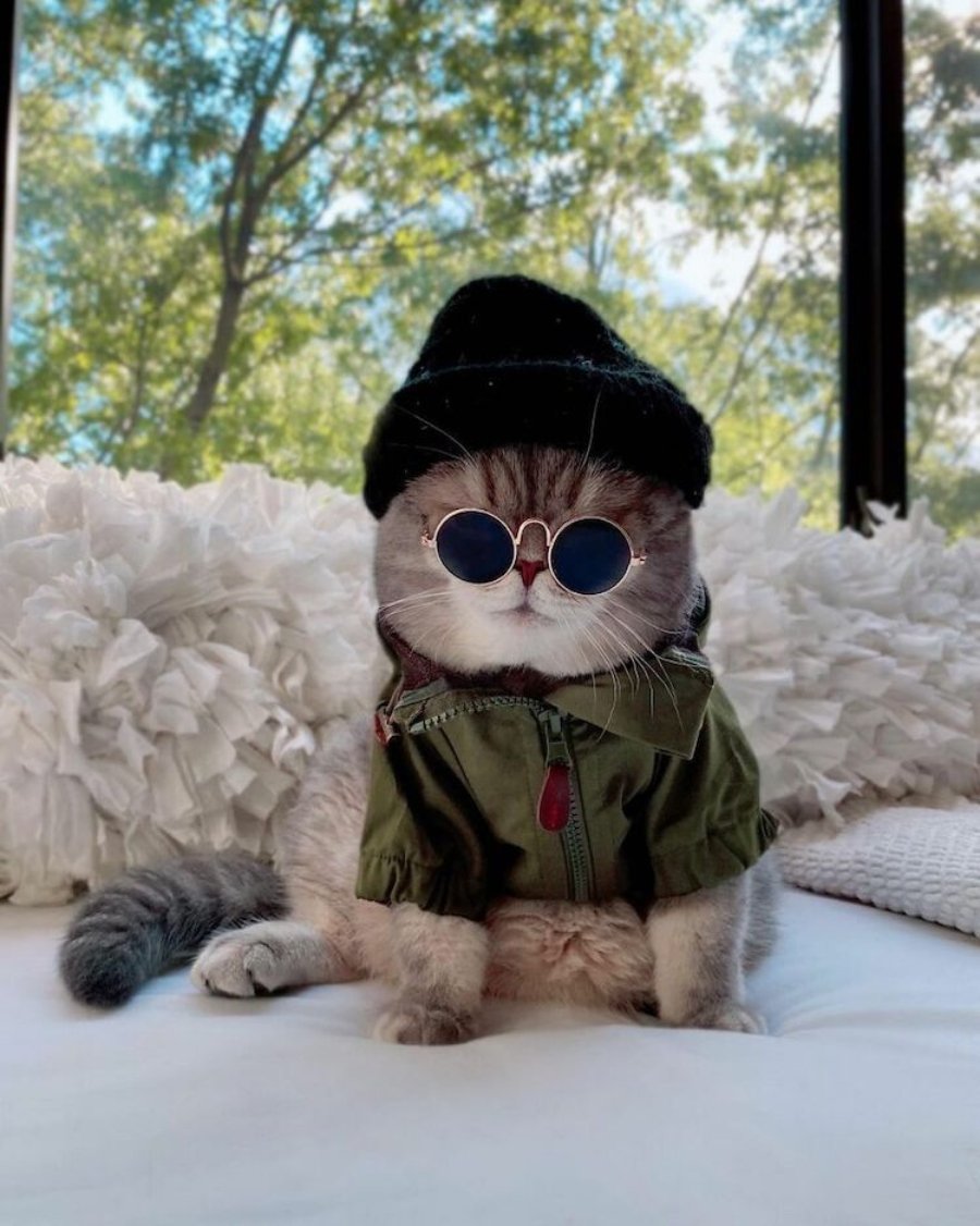 Benson, el gatito fashion