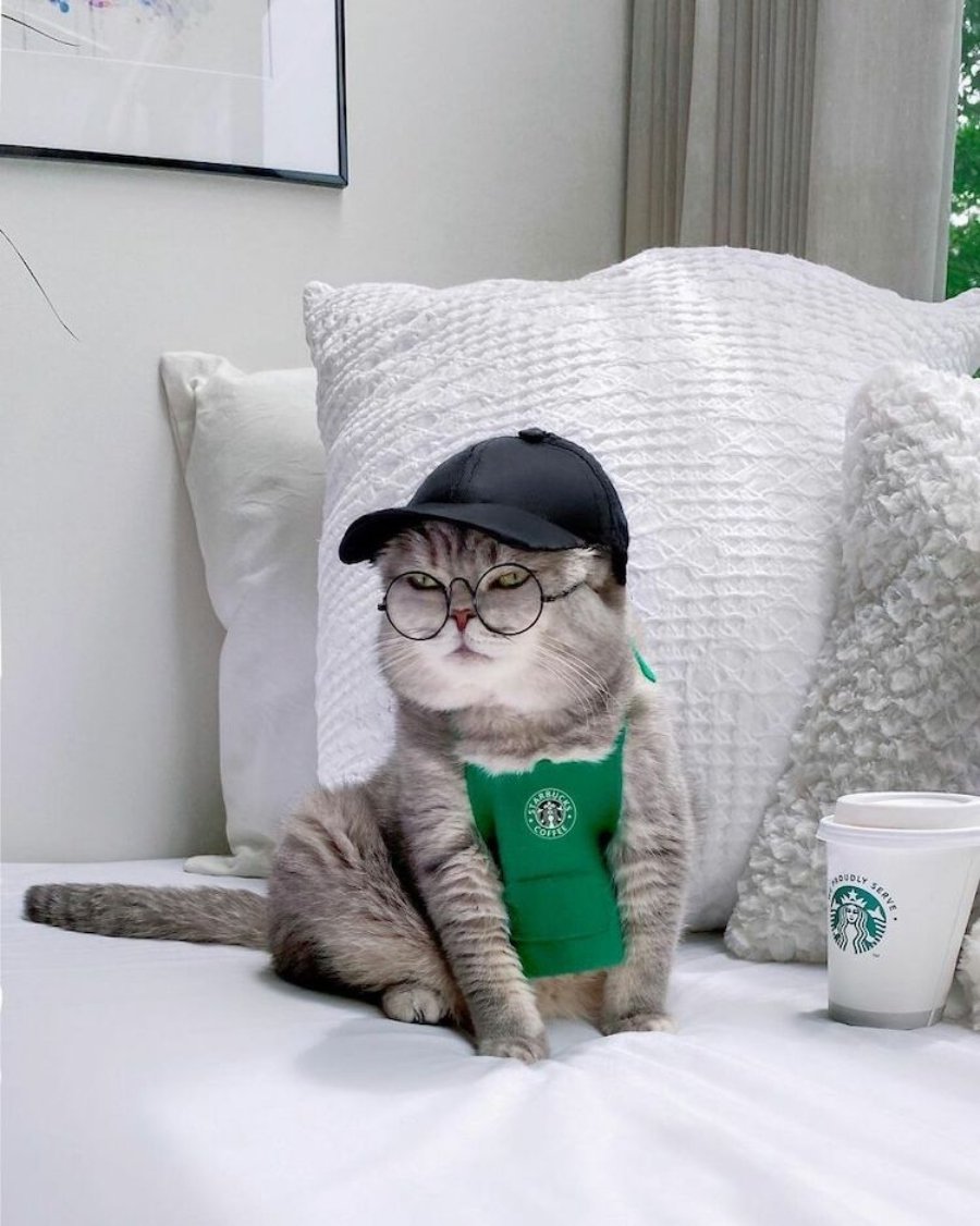 Benson, el gatito fashion