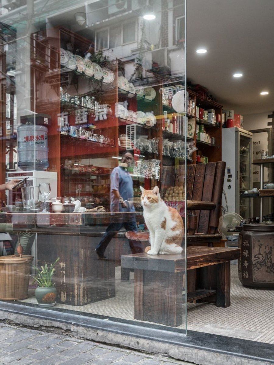 Fotografía de la serie "Shop cats of Hong Kong"