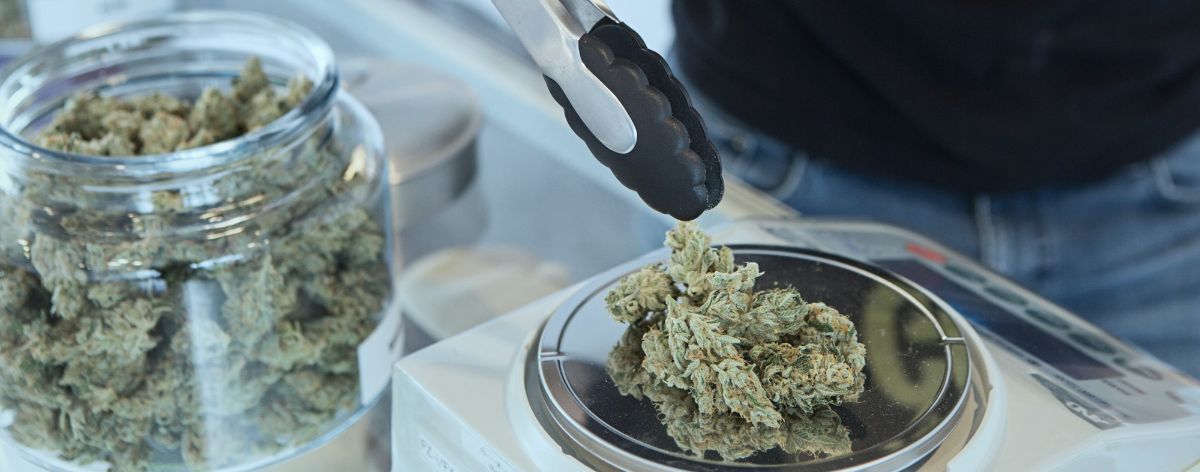 flores de cannabis en una báscula en qué es el THC