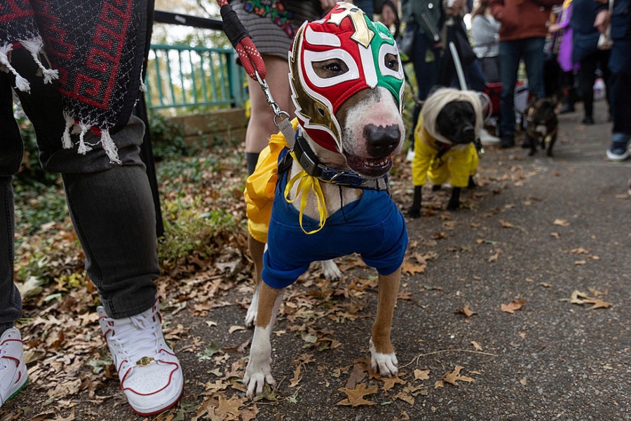 Perrito disfrazado de luchador en el Halloween Dog Parade