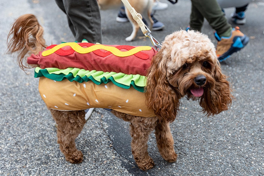 Perrito disfrazado de Hot Dog en el Halloween Dog Parade