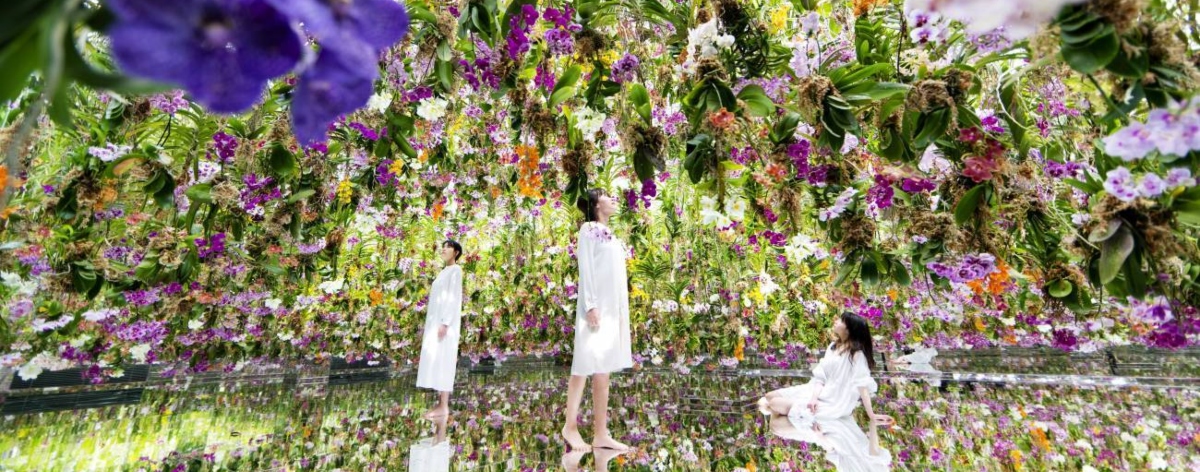 teamLab amplía su museo digital en Tokio con un jardín inmersivo de orquídeas