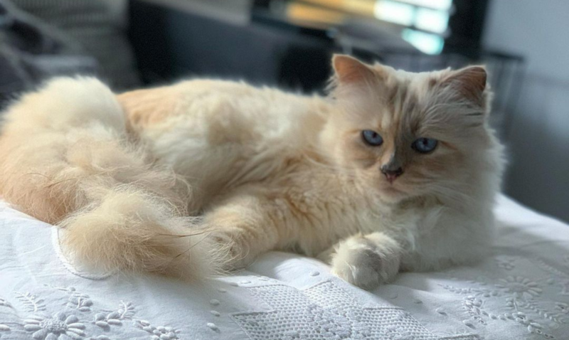 Choupette, la gata millonaria que heredó una fortuna y fue invitada a la Met Gala 2023