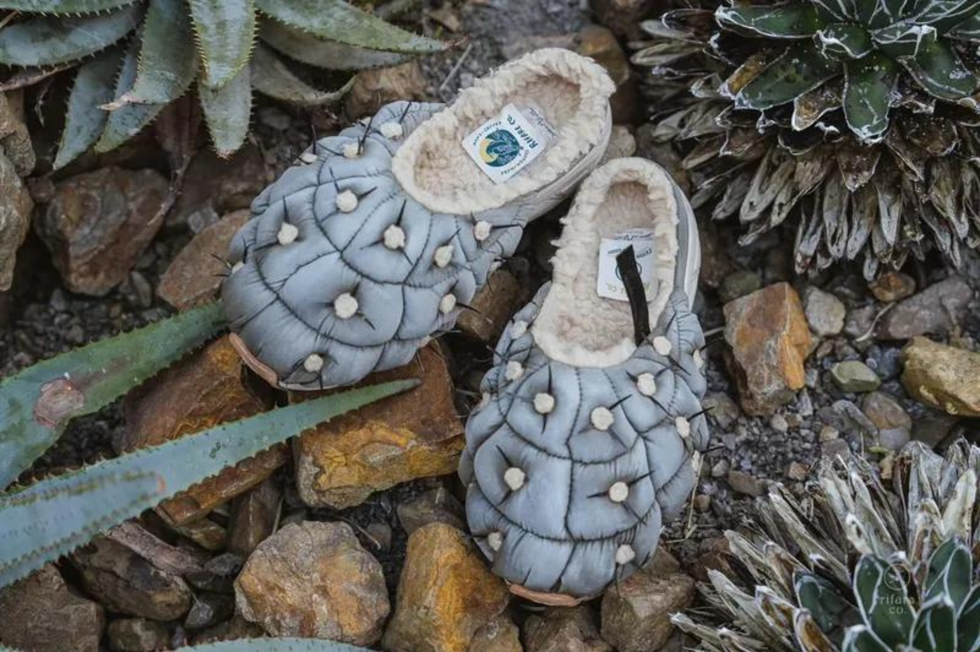 RIFARE y Sweet Villians Succulent Footwear
